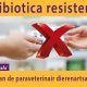 Antibiotica resistentie dierenarts dierenartsassistent
