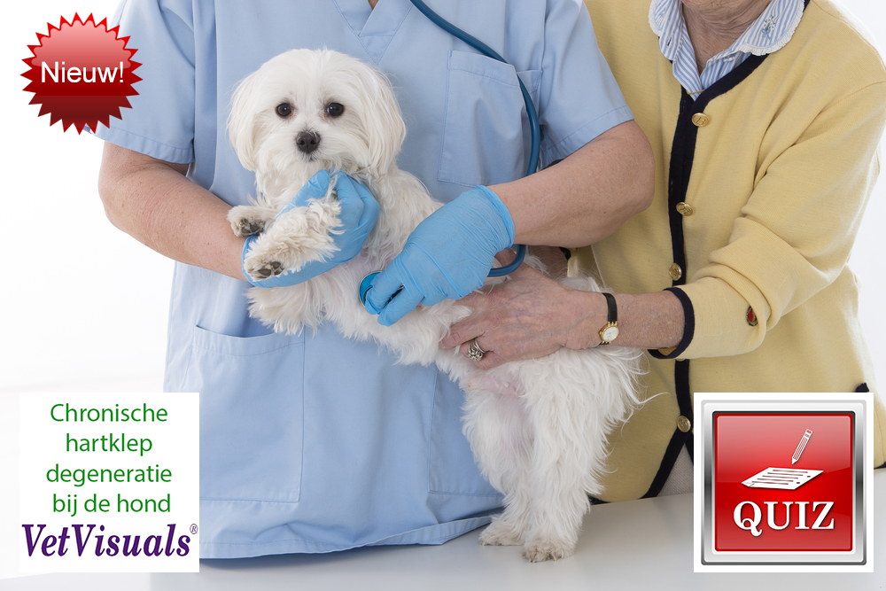 apotheker Caius verzekering Chronische hartklepdegeneratie bij de hond - VetVisuals® Shop