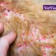 Allergische jeuk: oclacitinib versus lokivetmab dierenarts veterinaire nascholing