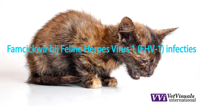 Famciclovir bij Feline Herpes Virus 1 infecties niesziekte