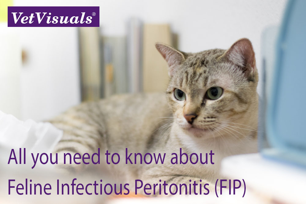 VetVisuals® Shop Feline Infectious Peritonitis (FIP)