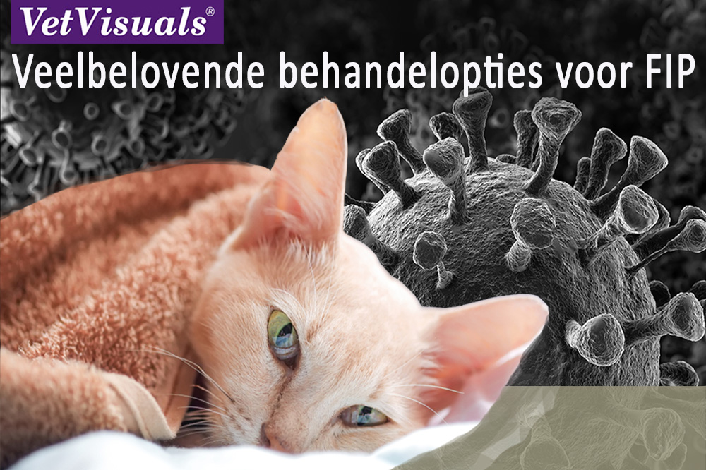 Feline Infectious Peritonitis VetVisuals® Shop