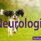neurologie neurologisch onderzoek dierenarts