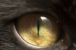 oogonderzoek hond kat