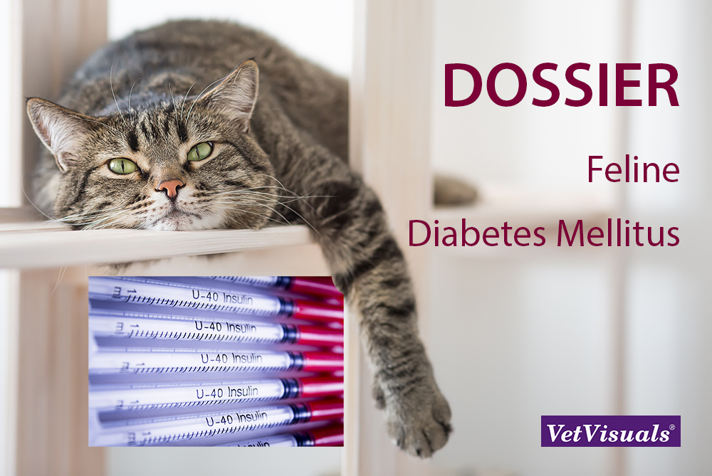 Skynd dig ekspertise blok DOSSIER: Feline Diabetes Mellitus - VetVisuals® Shop