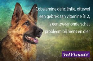vitamine B12 hond