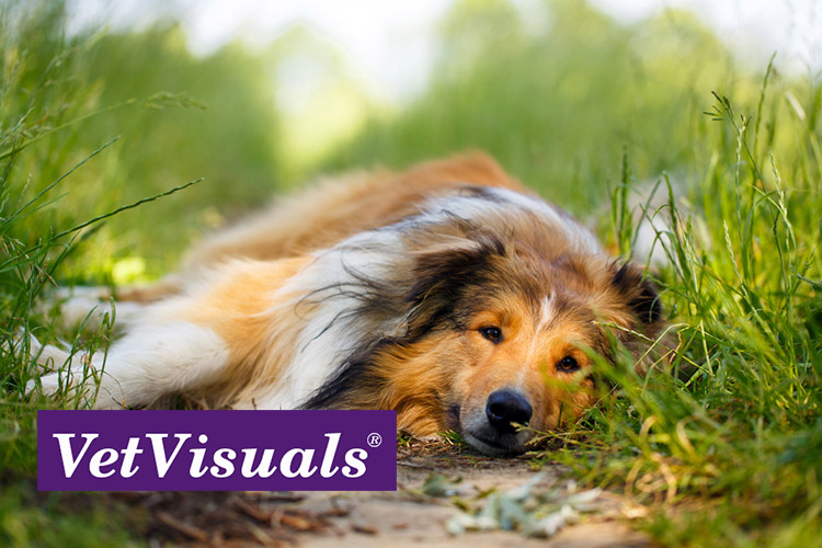 Zaailing Extra gebrek Orale vitamine B12 suppletie bij de hond blijkt effectief! - VetVisuals®  Shop