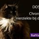 Chronische nierziekte kat