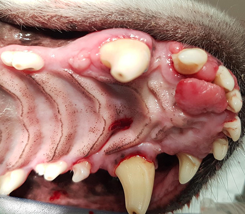 orale tumoren hond